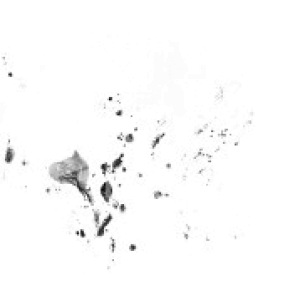 Grunge Brushes