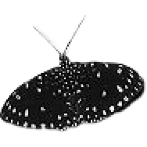 SchmetterlingBrushes