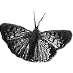 SchmetterlingBrushes