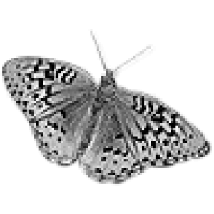 SchmetterlingBrushes