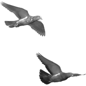 VogelschwarmBrushes