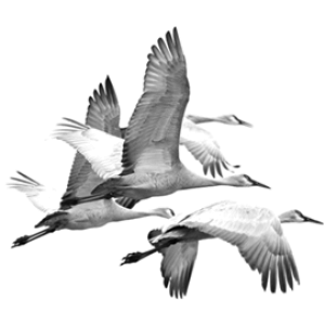VogelschwarmBrushes