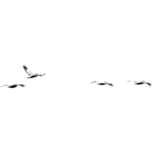VogelschwarmBrushes