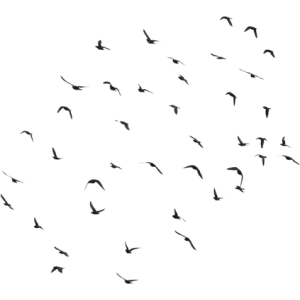 VogelschwarmBrushes