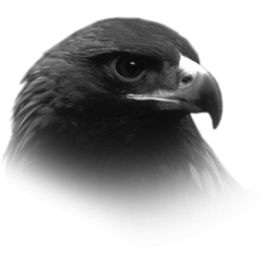 eagles