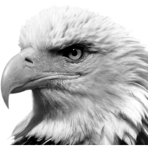 eagles