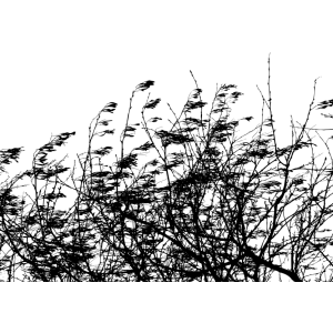 grass brush
