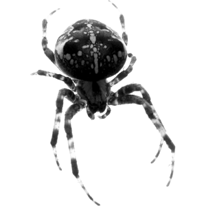 spiders