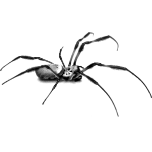 spiders