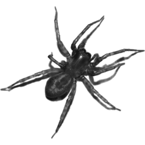 spiders